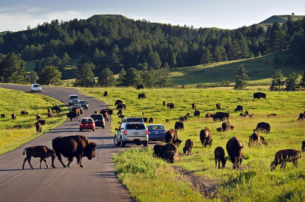 Custer-loop-road.jpg?mtime=20190207101639#asset:104773