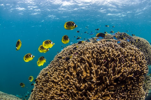 Ningaloo Reef