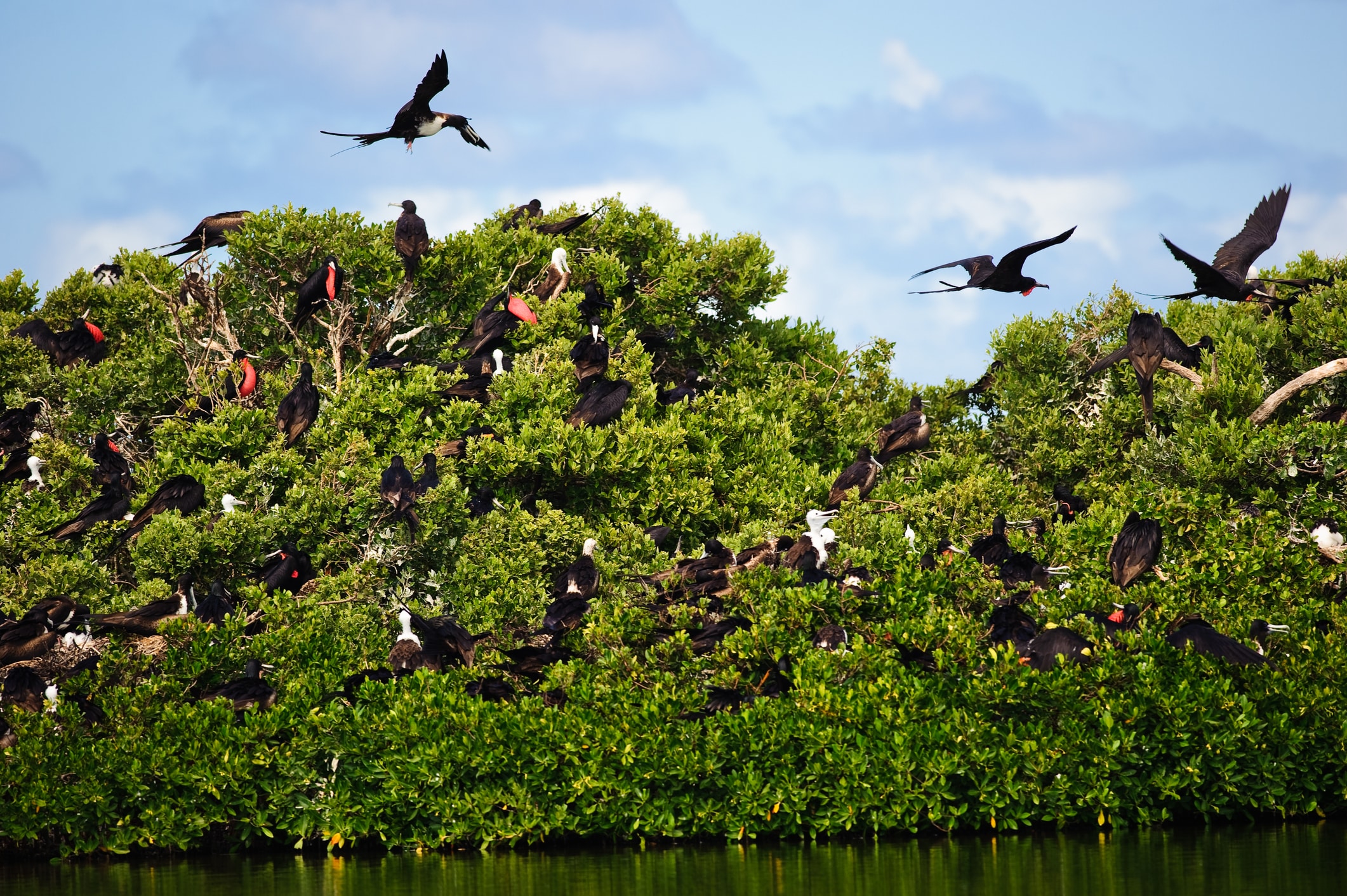 Frigate birds in Barbuda