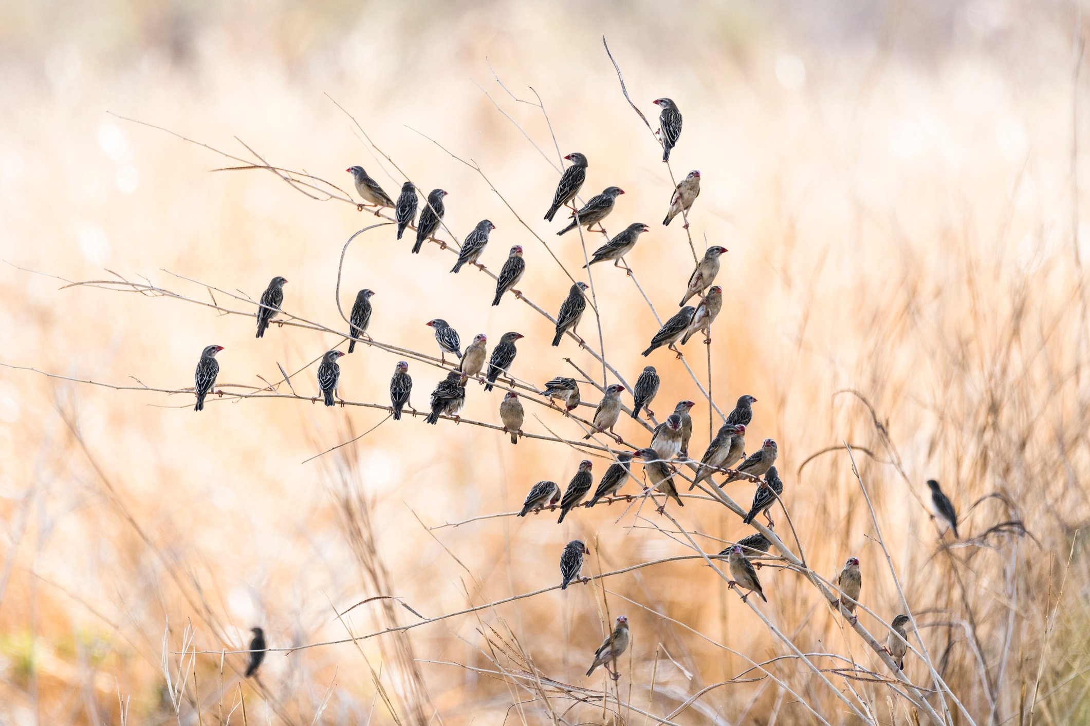 A red-billed quelea flock 