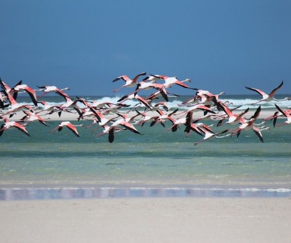 flamingos