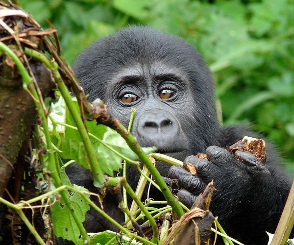 baby-mountain-gorilla-behind-leaves-clouds-mountain-gorilla-lodge-uganda