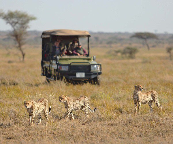 cheetah-game-drive-namiri-plains-serengeti