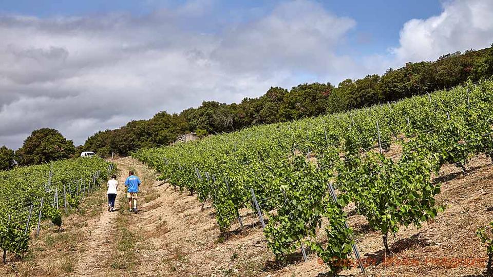 An organic vineyard in the south of France with the winemaker and the author