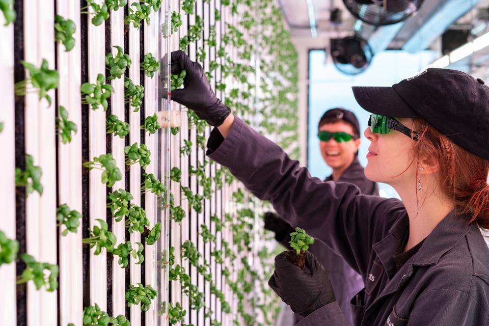 Square Roots next generation farmers growing basil.