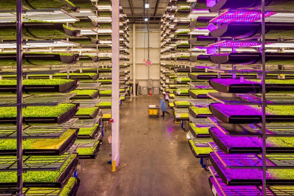 AeroFarms environmentally-controlled indoor farms can grow all year round.