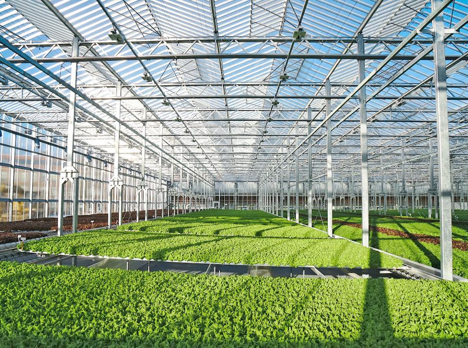 Gotham Greens takes a different approach, relying on natural sunlight.