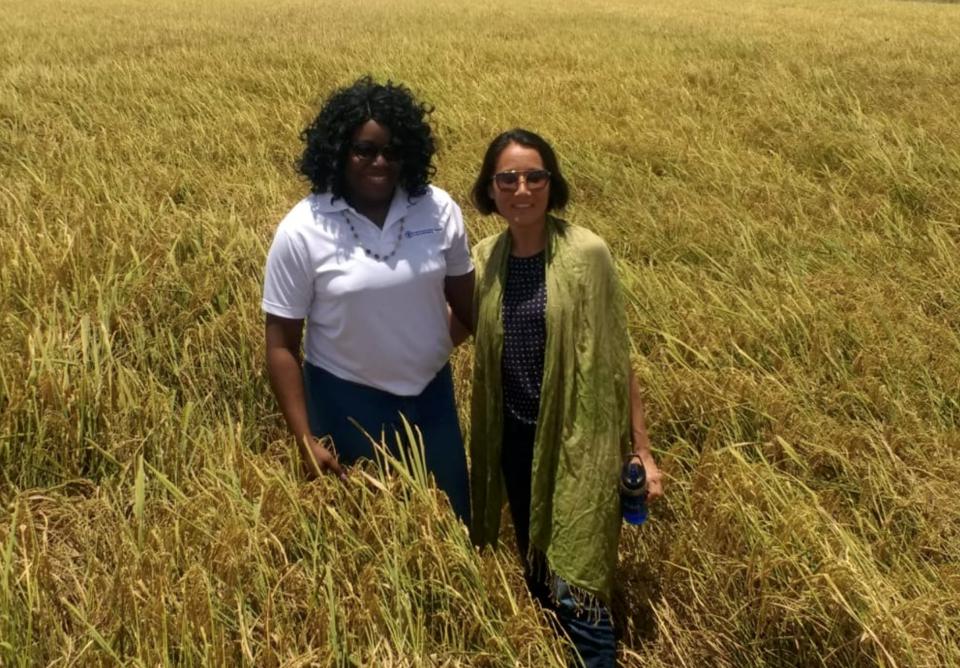 Staff from the Food and Agriculture Organisation conducting a site visit at a rice field in Guyana.