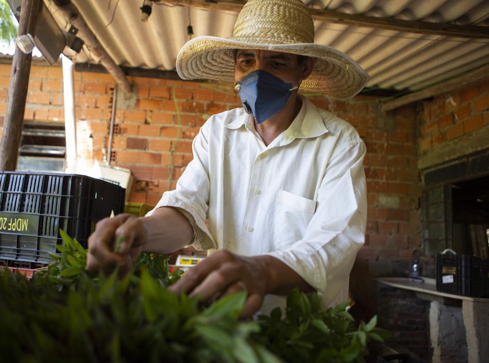 Daily Life of Organic Producers Who Provide Farm to Table Products During the Coronavirus (COVID -19) Pandemic