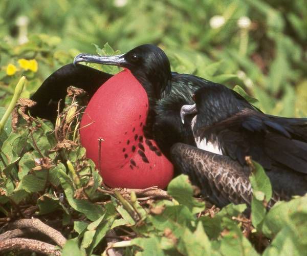 Frigate Bird