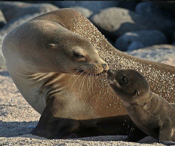 Galapagos sea lion and pup