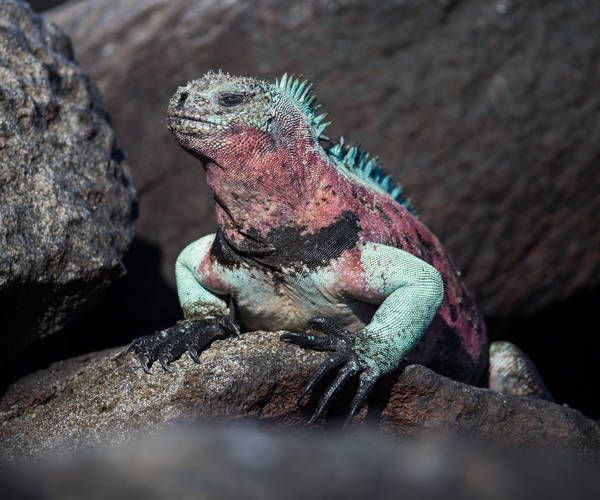 Marine Iguana Galapagos