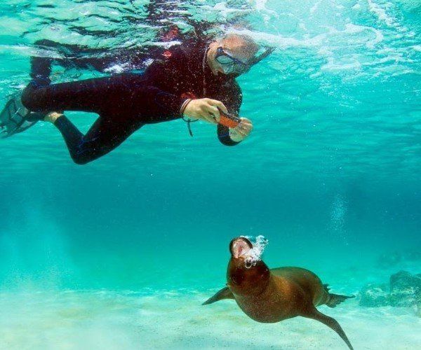 Sea lion swimming