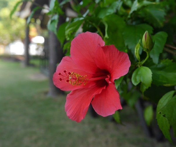 bintan flower