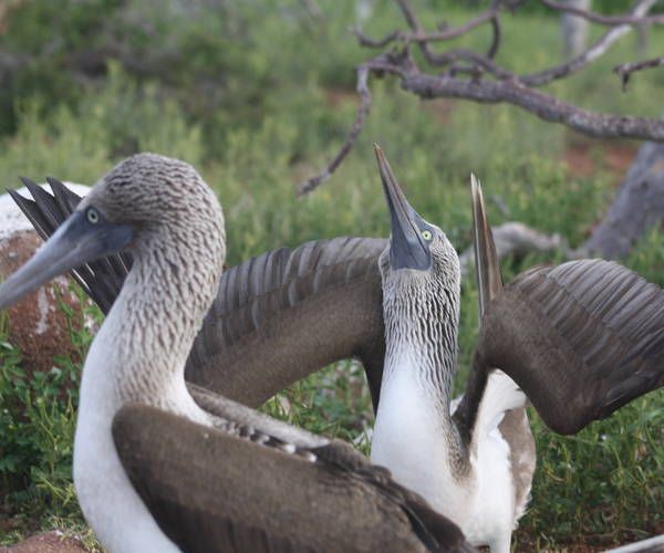 blue footed boobie ritual