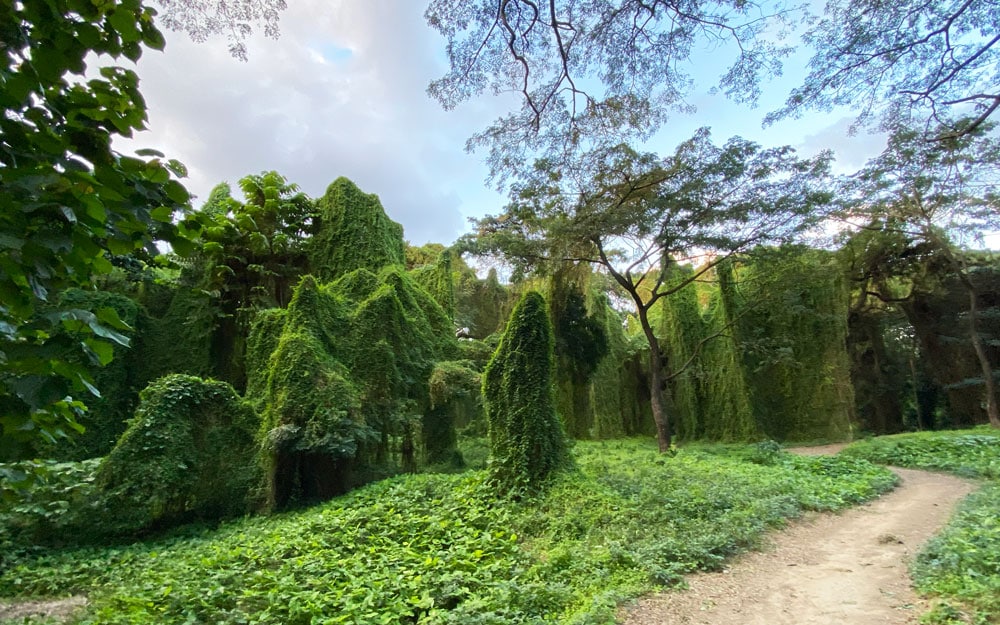 El Bosque de La Habana