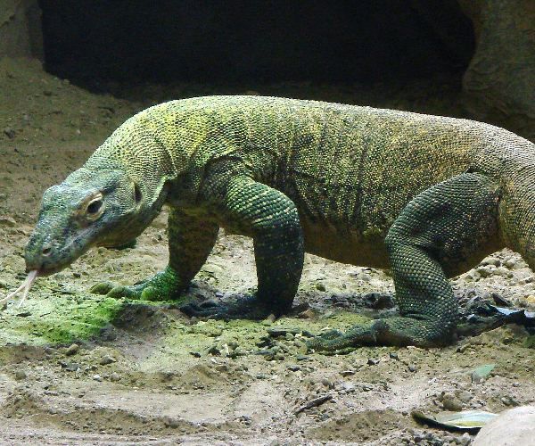 komodo-dragon