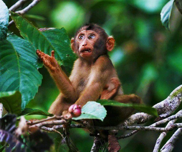 monkey-Borneo