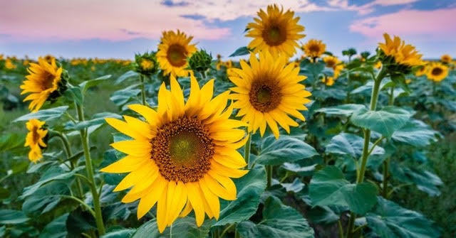 sunflowers.jpg?mtime=20200712181459#asset:108646