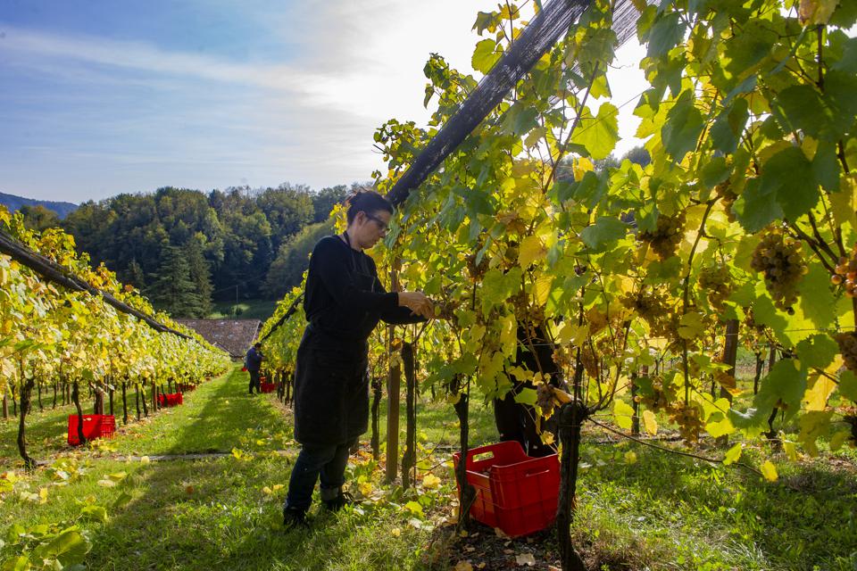 Piccolit Grape Harvest In Friuli