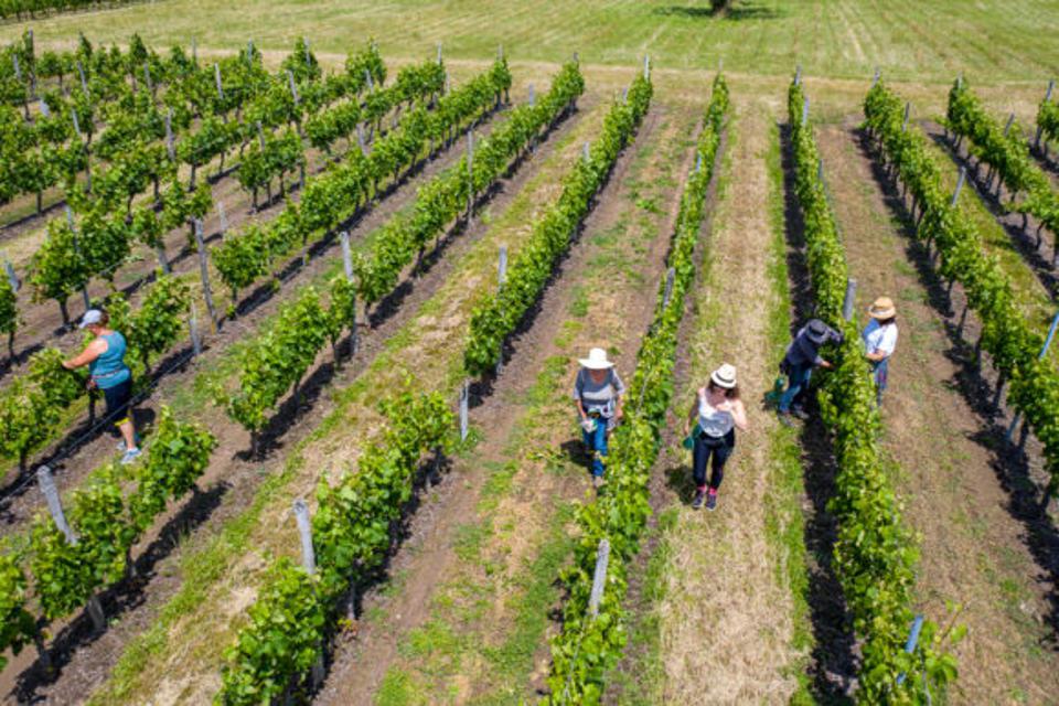 Bordeaux vineyards, harvest team