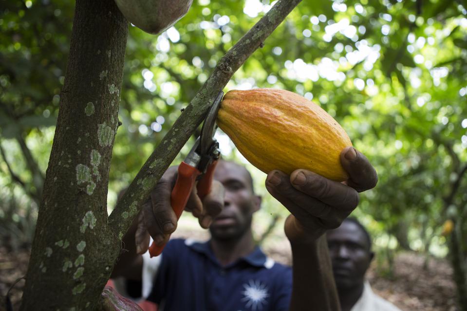 Sam Defrote of the Capressa Cooperative in Cote d'Ivoire. Capressa Cooperative is a part of the Ben & Jerry's Living Income Program.