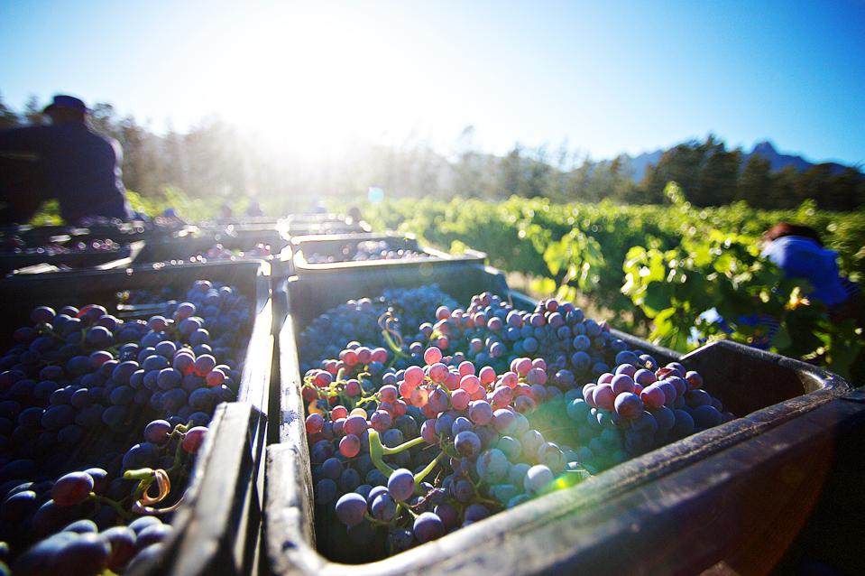 Freshly Cut Cabernet Sauvignon Wine Grapes after being Harvested