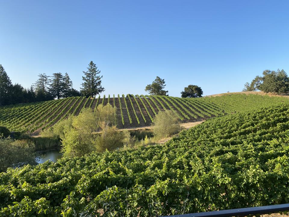 Berler Vineyard